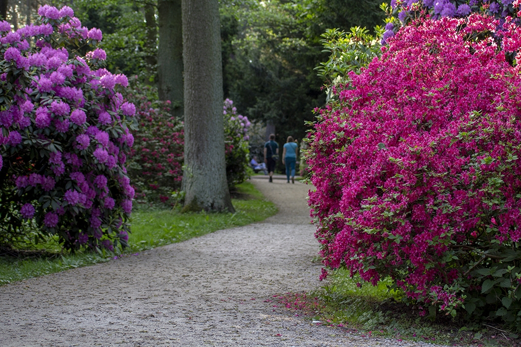 Rhododendronpfad im Hamburger Stadtpark